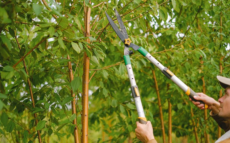 Tree trimming in Witter, AR