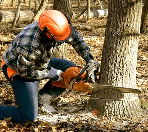 Tree Removal in Witter, AR